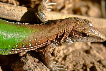 Giant ameiva (ameiva ameiva); Copy taken in freedom