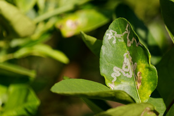 Citrus leaf miner damage on lime leaves