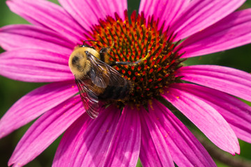Bumble Bee pollinating Purple Coneflower