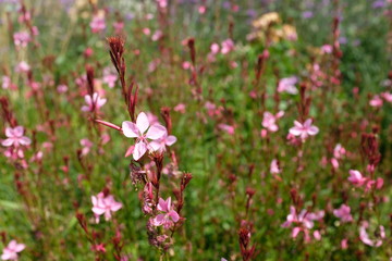 viele kleine rosafarbene Blüten