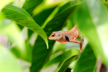 orange brown thai chameleon perching on branch of White Champaka tree