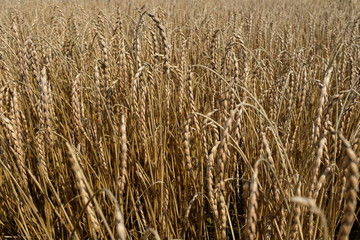 Fototapeta premium Getreidefeld