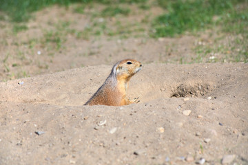 Funny prairie dogs in front of their cave.