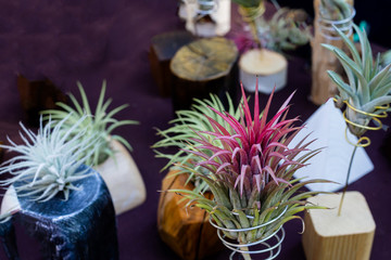 Tillandsia ionantha or air plant.