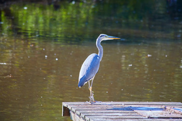 Heron at the Bootstseg hunting.