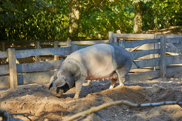 Female domestic pig in the farm.