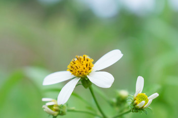 White-yellow grass flowers with blurred background