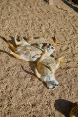 Playful meerkats in front of their cav