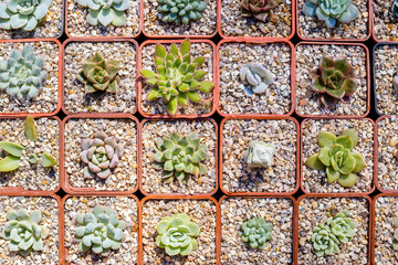 Different succulents in pots, top view.
