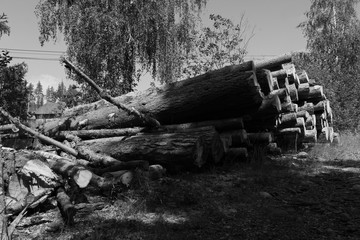 natura in bianco e nero
