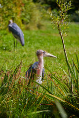 Greater adjutant stork at the water.
