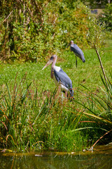 Greater adjutant stork at the water.