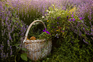 Basket with bred and flowers in lavender field.