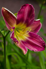 Flowering daylilies in the garden. Blossoming Hemerocallis in summer garden. Beautiful flowers of daylilies