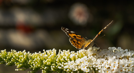 Beautiful Painted lady butterfly close up on bright white buddleja blossoms