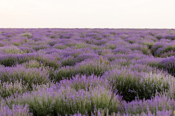 Fototapeta na wymiar Blooming fields of lavender in Moldova.