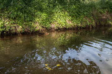 Fototapeta na wymiar Sumpfbiber, Biberratte, Nutria, Myocastor coypus im Wasser, Spreewald, Brandenburg, Deutschland