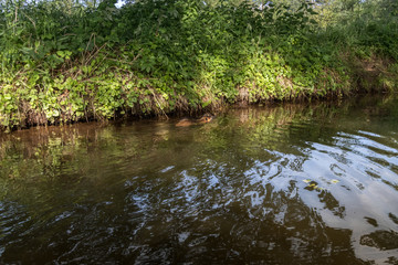 Sumpfbiber, Biberratte, Nutria, Myocastor coypus im Wasser, Spreewald, Brandenburg, Deutschland