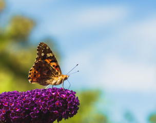 Beautiful Painted lady butterfly on purple buddleja flower with natural sky background