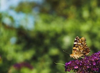Beautiful Painted lady butterfly close up, on purple butterfly bush flower