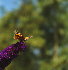 Painted lady butterfly on purple butterfly bush flower