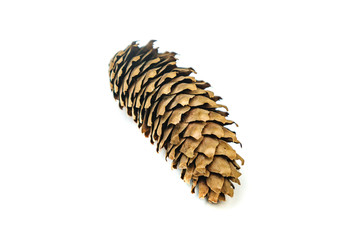 pine cone isolated on white background for Christmas decorative.
