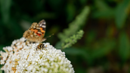 Closeup on bee collecting pollen from white buddleja flower with painted lady butterfly in the background and natural green backdrop