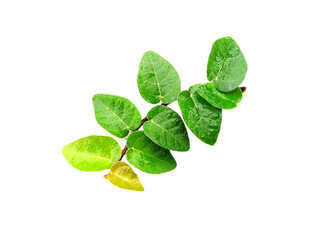 fresh mint leaves on white background