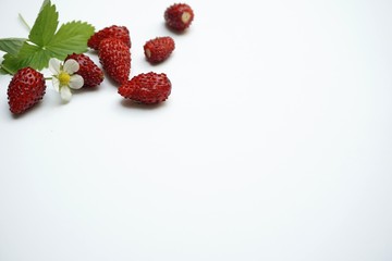 Leśne poziomki na białym tle