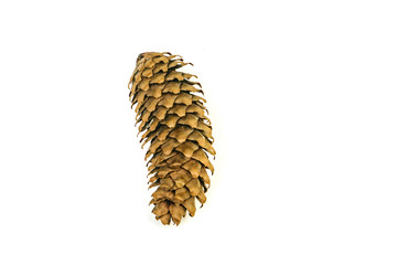 pine cone isolated on white background for Christmas decorative.