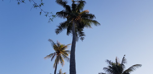 Obraz na płótnie Canvas nature sky Palm tree