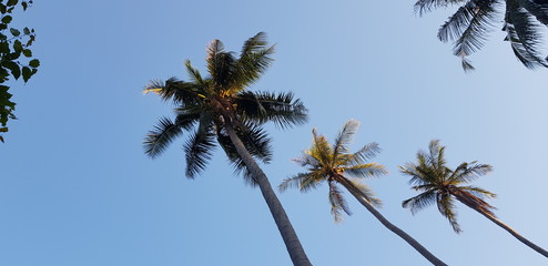 nature sky  Palm tree