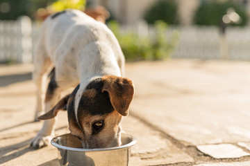  13 years dog is drinking water from a bowl in a hot summer - Jack Russell Terrier Doggy