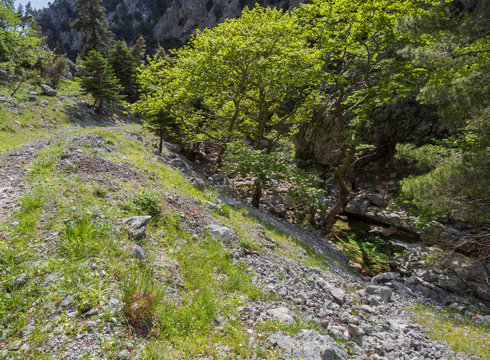 Hiking trail and mountain river in the mountain gorge of Agali on the island of Evia in Greece