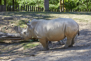 Fototapeta premium Beautiful big rhino in the zoo