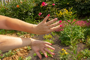 gestures with female hands. female hands show the fuck symbol. number of fingers. female hands on a background of flo