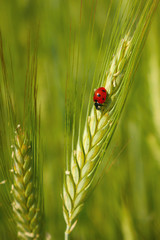 Red ladybug in the cereals (on the ear of  triticale), cornfield, green background