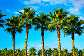 Obraz premium Palmy. W tle turkusowe niebo i puszyste białe chmury. W oddali widać dużą ilość palm. Świeci słońce, za dnia.