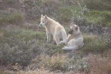Beautiful greenland sled dog lighted with backlight from warm summer sun. Ilulissat, Greenland. Greenland Dog puppy These breeds are quite different from the huskies.