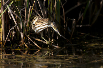 Blongios nain,.Ixobrychus minutus, Little Bittern
