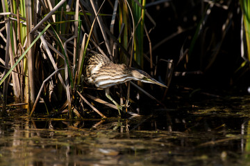 Blongios nain,.Ixobrychus minutus, Little Bittern