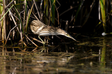 Blongios nain,.Ixobrychus minutus, Little Bittern