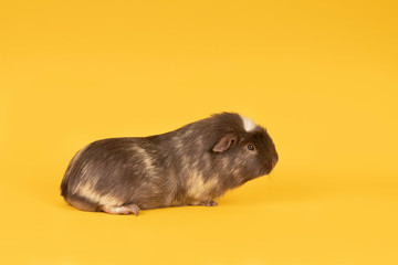 Brown and yellow adult guinea pig seen from the side in a yellow background