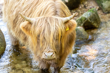 Highland-Cattle Highland