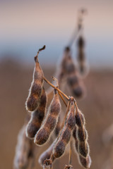 Macro detail and high productivity soybean pods
