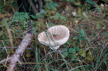 mushroom in the forest