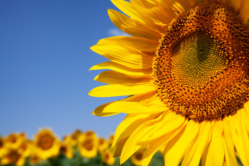 sunflowers and blue sky