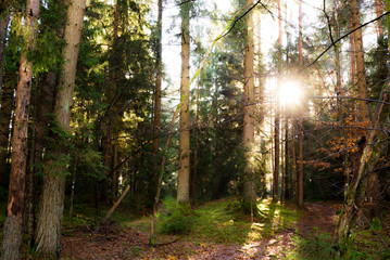 Obraz premium Vienna woods. Through coniferous trees, pines, the sun's rays make their way. The photo is Dominated by green, trees and moss, as well as brown tree trunks and orange fallen leaves on the ground