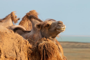 Camel on the background of the steppe in Russia