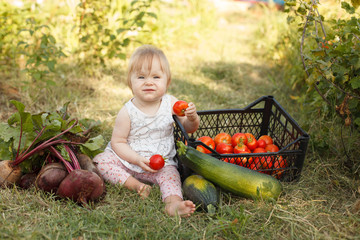 little child girl harvests vegetables in the garden . A small vegetarian child eats tomatoes.